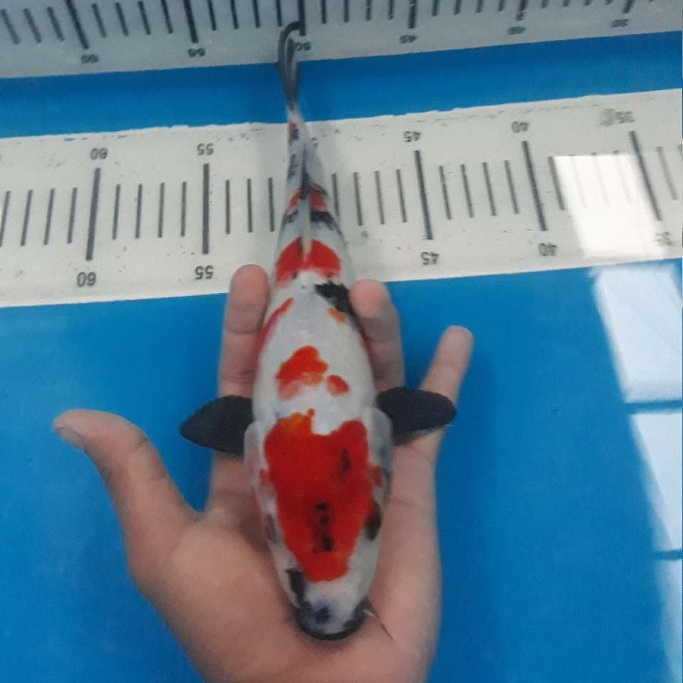 Ai Goromo (25cm)