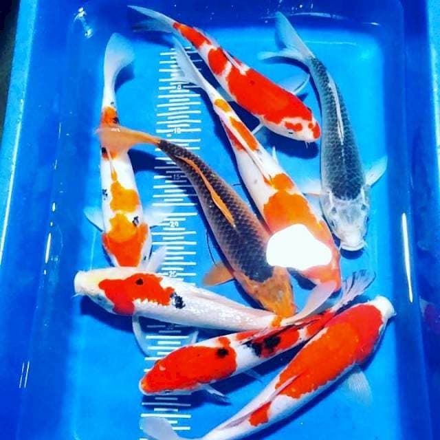 Mix 24-30cm