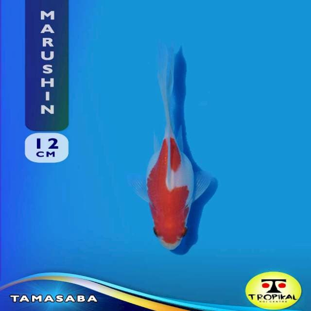 Tamasaba (Marushin Farm) 12cm. Import & Breeder Sertifikat