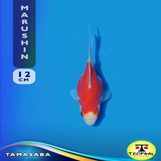 Tamasaba (Marushin Farm) 12cm. Import & Breeder Sertifikat