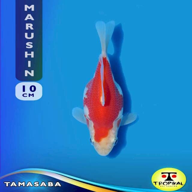 Tamasaba (Marushin Farm) 10cm. Import & Breeder Sertifikat