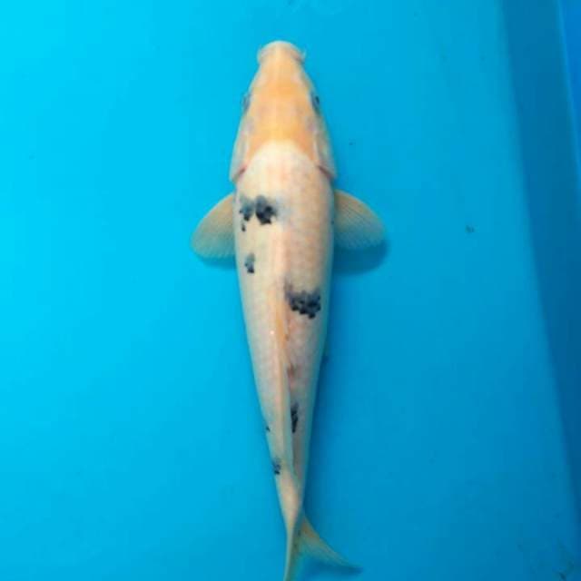 Bekko tategoi 31cm