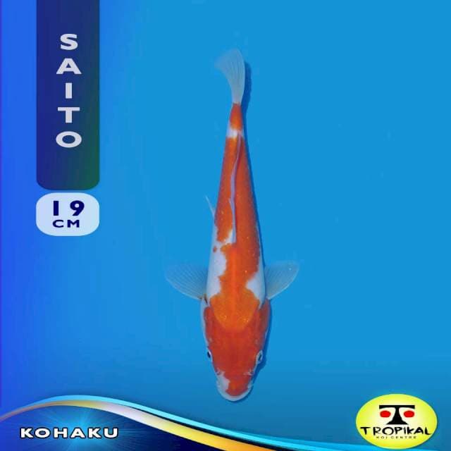 Kohaku (Saito Farm) 19cm. Import & Breeder Sertifikat