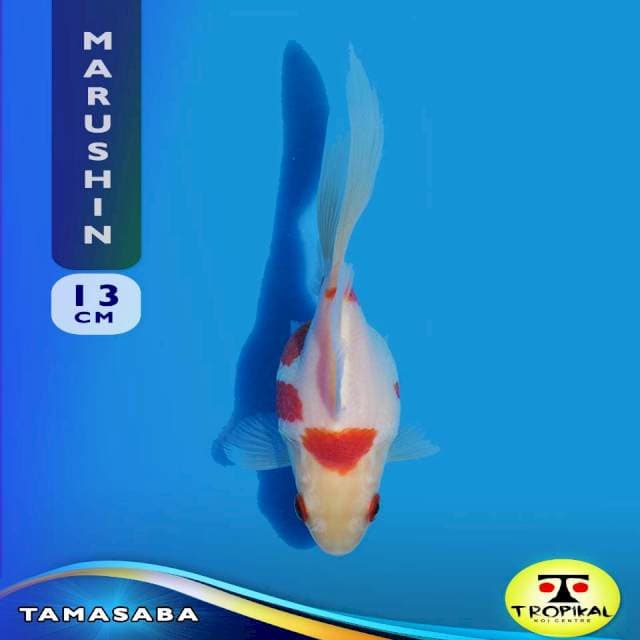 Tamasaba (Marushin Farm) 13cm. Import & Breeder Sertifikat