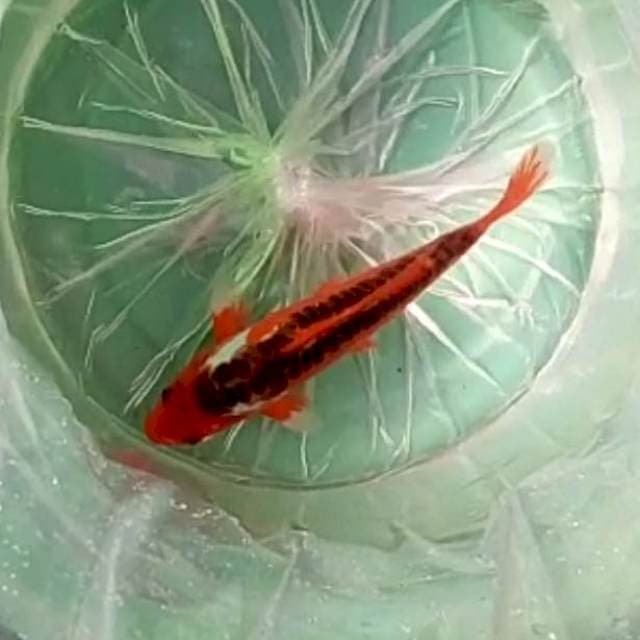 Hi shusui Mantap # 25cm