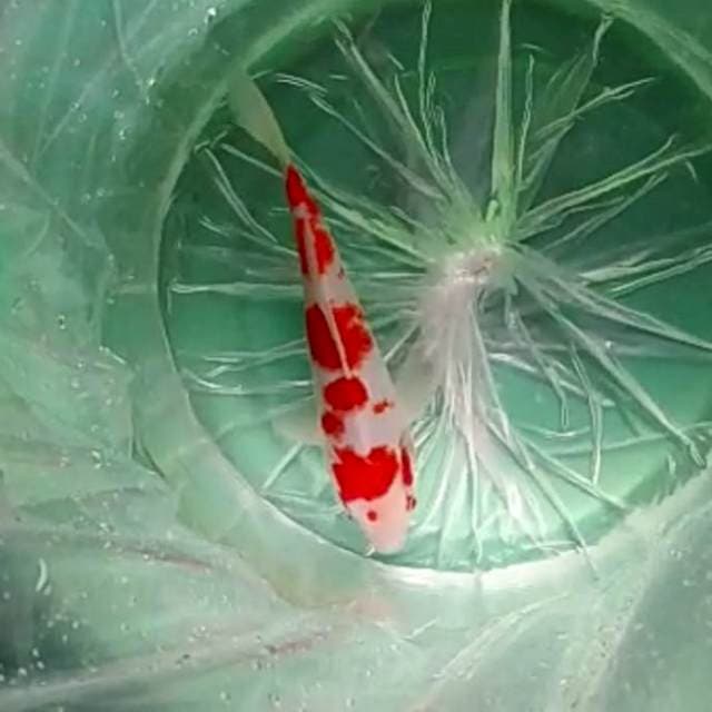 Kohaku Red Quality # 27cm