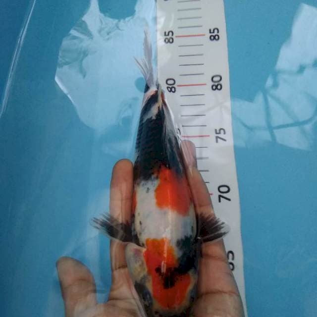 Showa*23cm