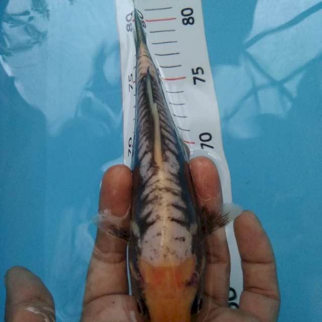 Kumon*20cm