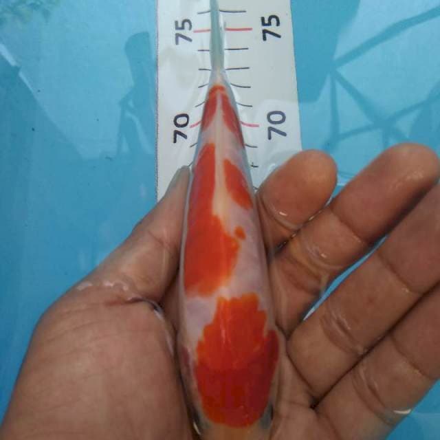 Kohaku doit*15cm