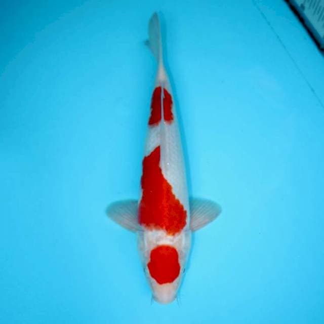 MARUTEN SANDAN KOHAKU 31 CM MALE