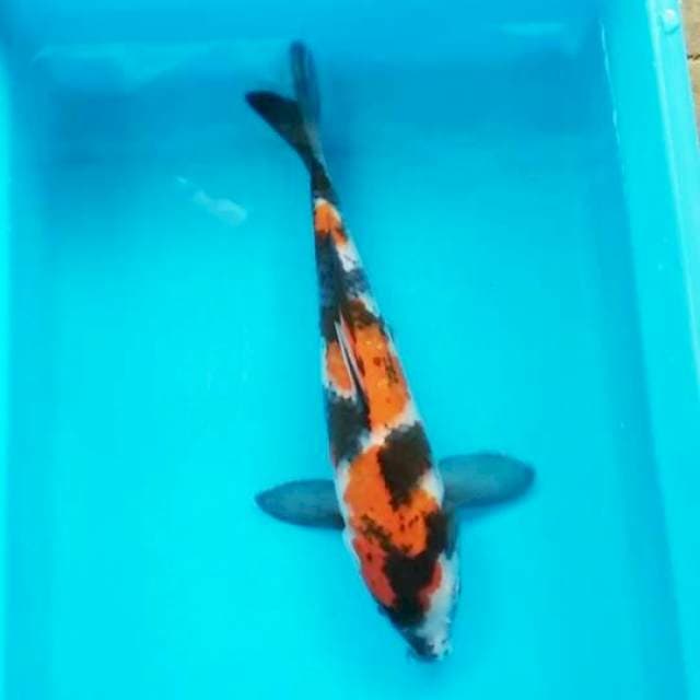 Showa 29cm