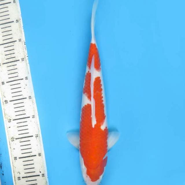 40cm , Kohaku Inazuma