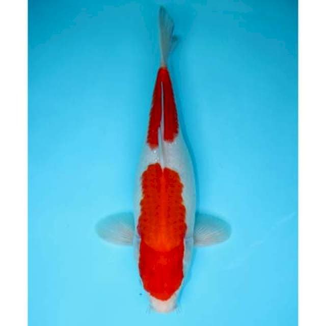 NIDAN KOHAKU 33 CM FEMALE