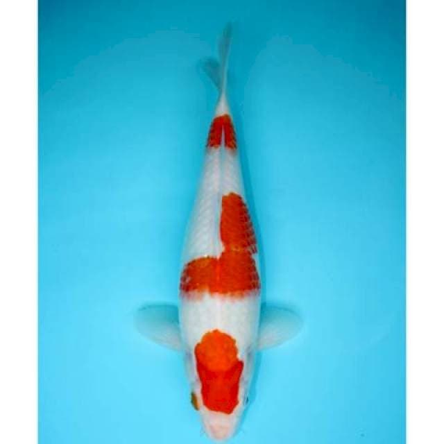 SANDAN KOHAKU 33 CM FEMALE