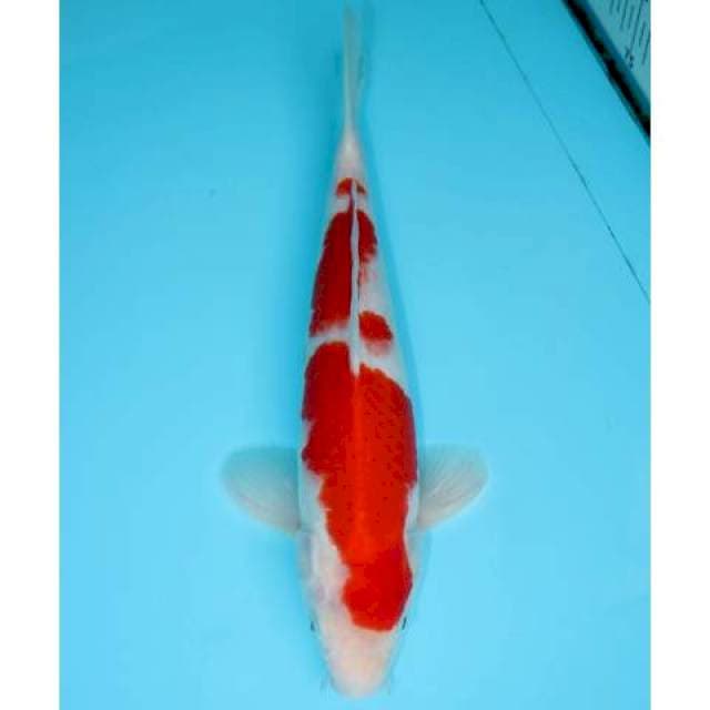 YONDAN KOHAKU 28 CM MALE