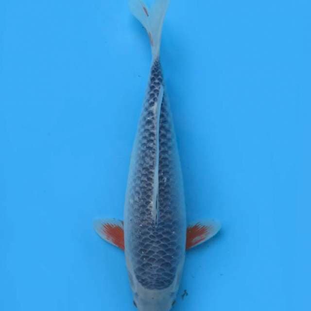 37cm , Asagi Biru