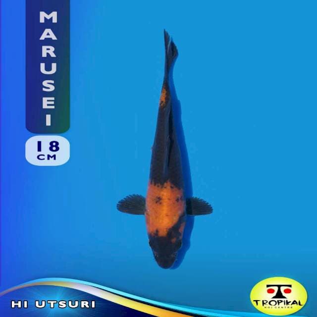 Hi Utsuri (Marusei Farm) 18cm. Import & Breeder Sertifikat