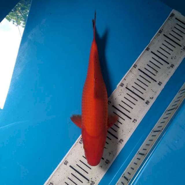 Aja hajiro 31cm (F)