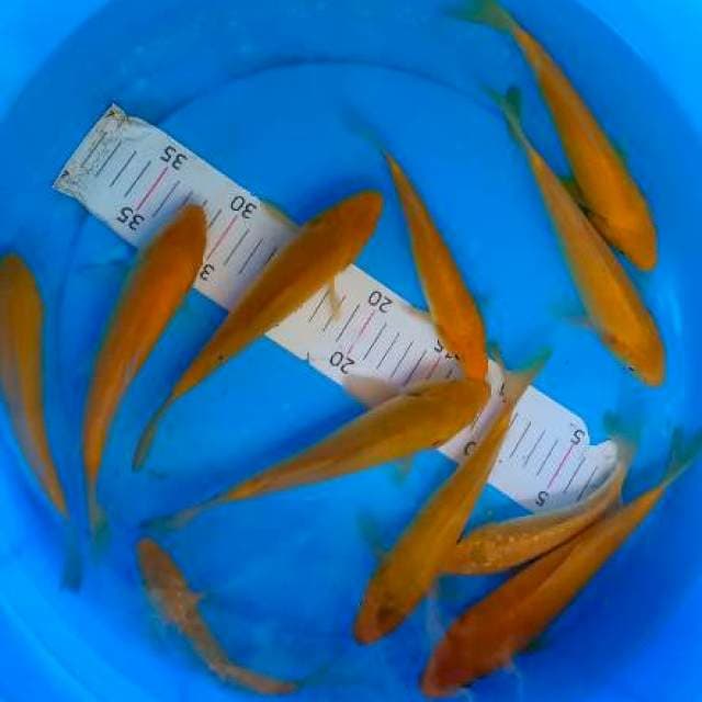 6 Mix karasi