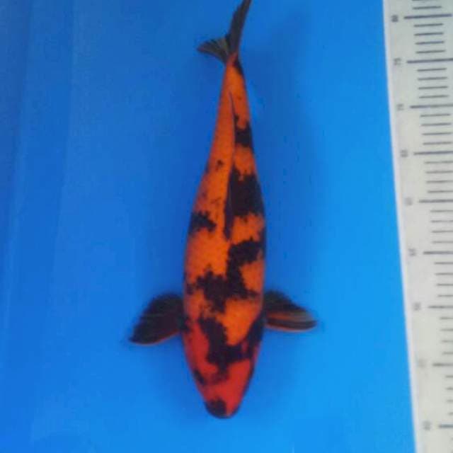 Hi Utsuri 40 cm