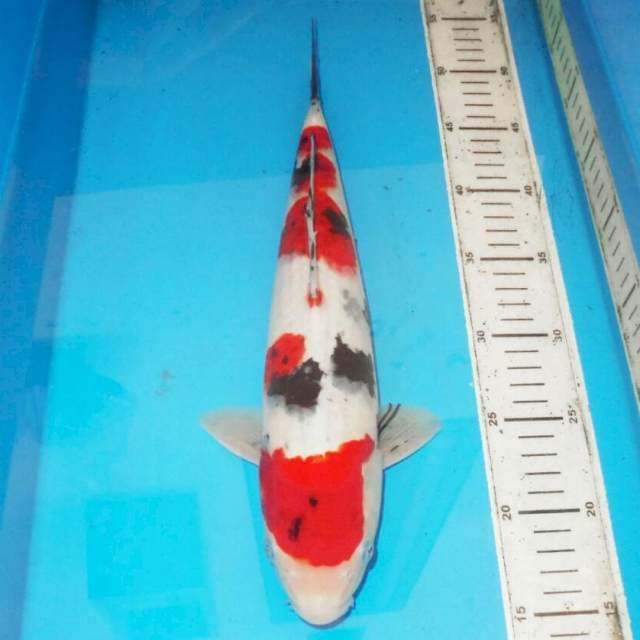 39cm F1 KOROMO SANKE BAGUS
