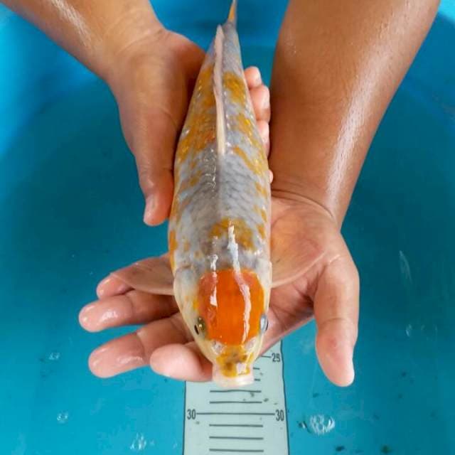tanco ociba 36 cm
