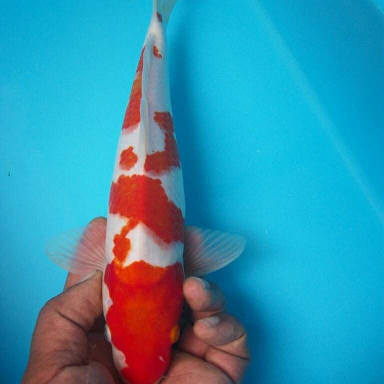 KOHAKU