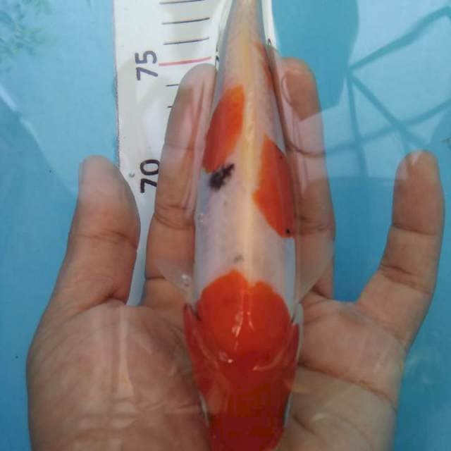 Beni kumon*18cm