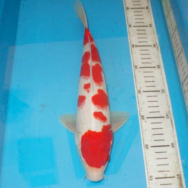 36cm F1 TOTOL TOTOL KOHAKU