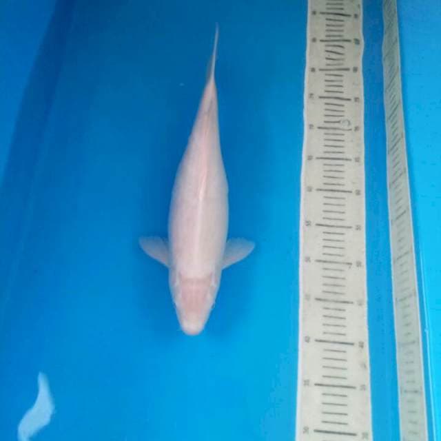 Shiromuji 42 cm