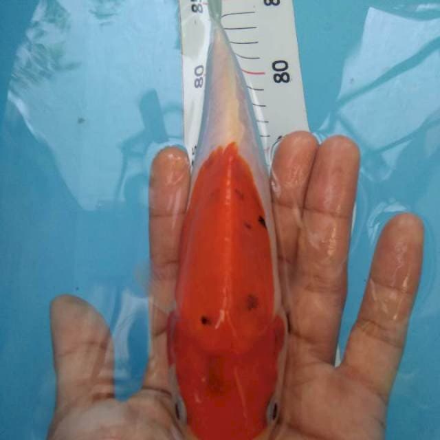 Benikumon*22cm