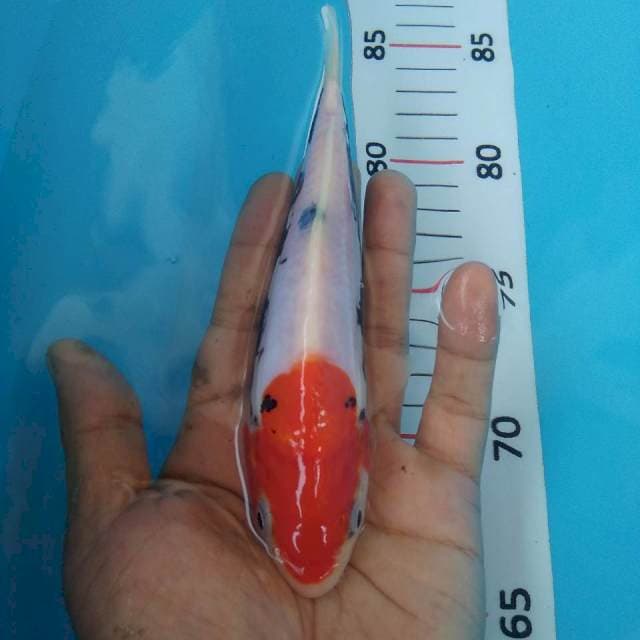 Tancho bemon*18cm