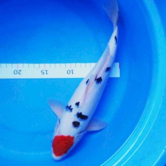 Tancho sanke ori 31cm male
