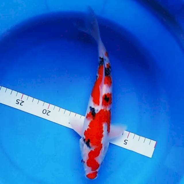 Inazuma ori 29cm male