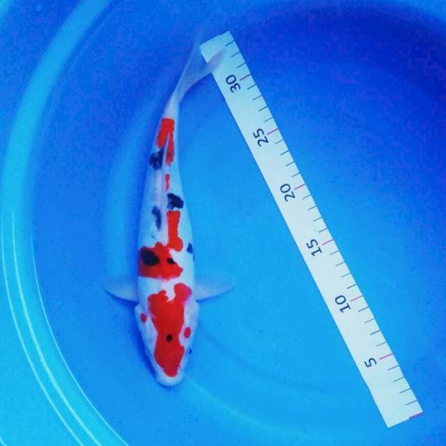 Inazuma doit 29cm male