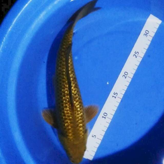 Midori 33cm