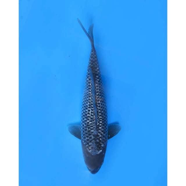 Soragoi Ginrin - 38cm