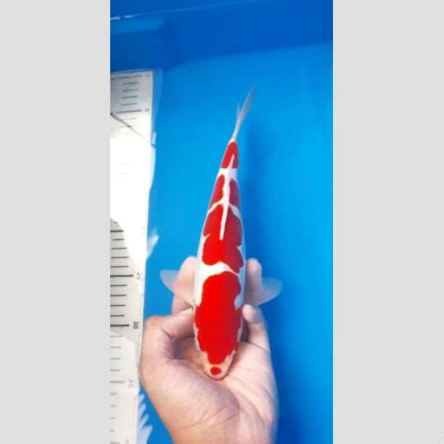 kohaku doit 30cm