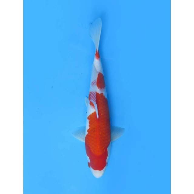Red kohaku - 36cm