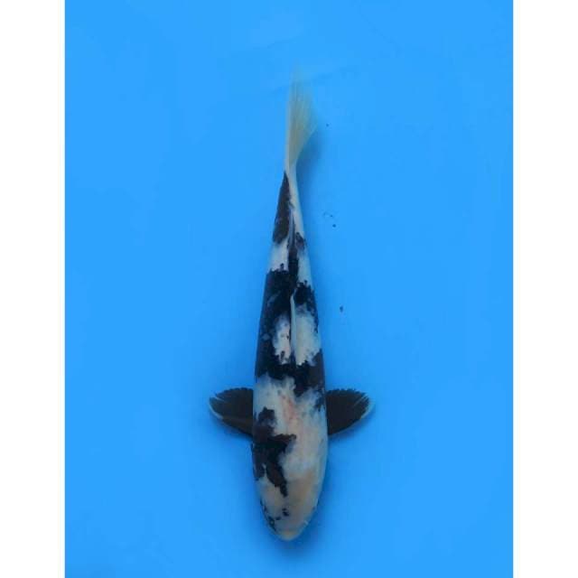 Shiro Jet Black - 35cm