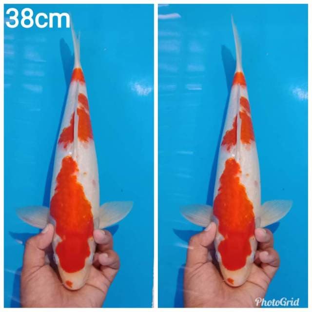 Kohaku