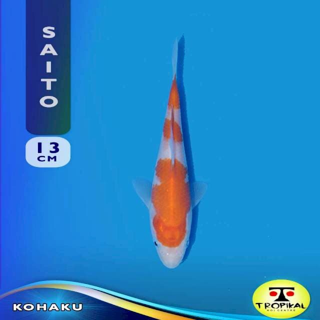 Kohaku (Saito Farm) 13cm. Import & Sertifikat