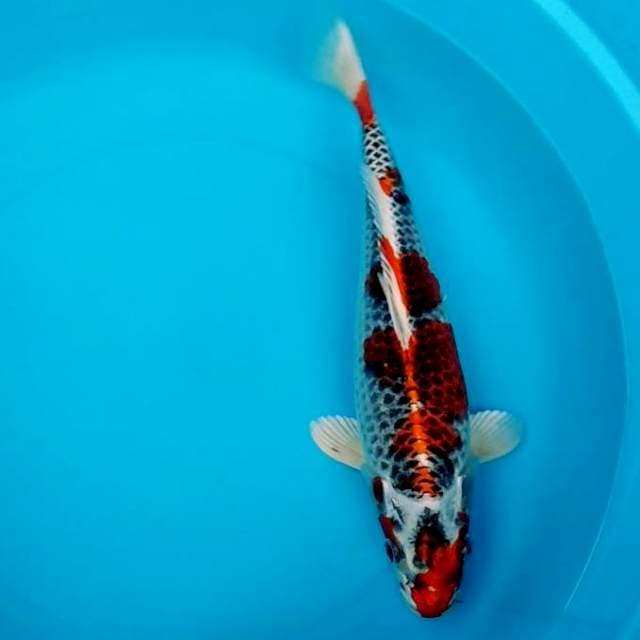 Red kujaku