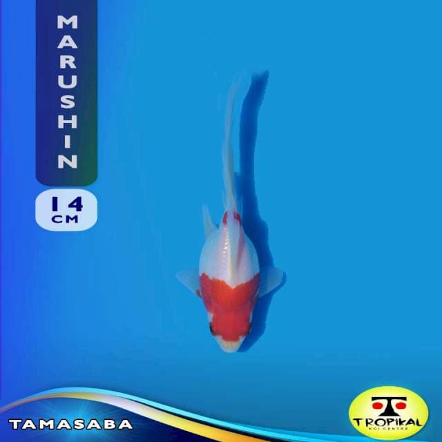 Tamasaba (Marushin Farm) 14cm. Import & Sertifikat