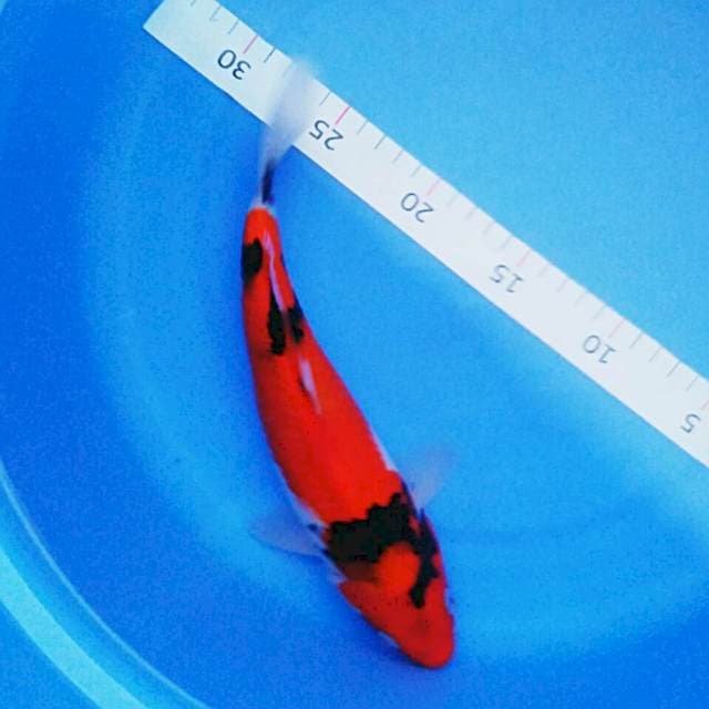 Showa 26cm male