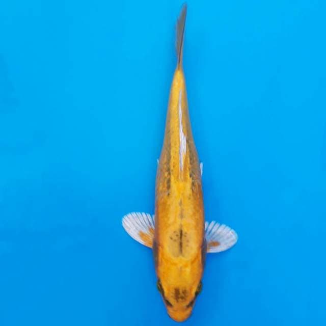 Banana 24cm
