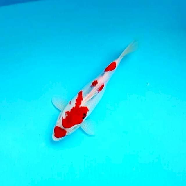 Maruten # 28cm