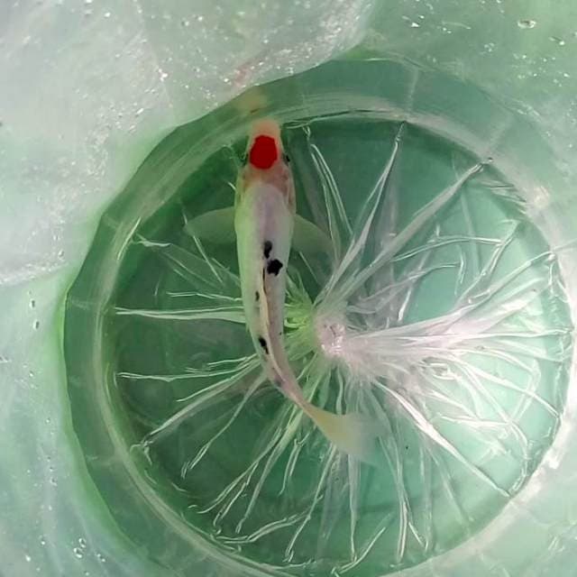 Tancho Sanke Doitsu # 25cm