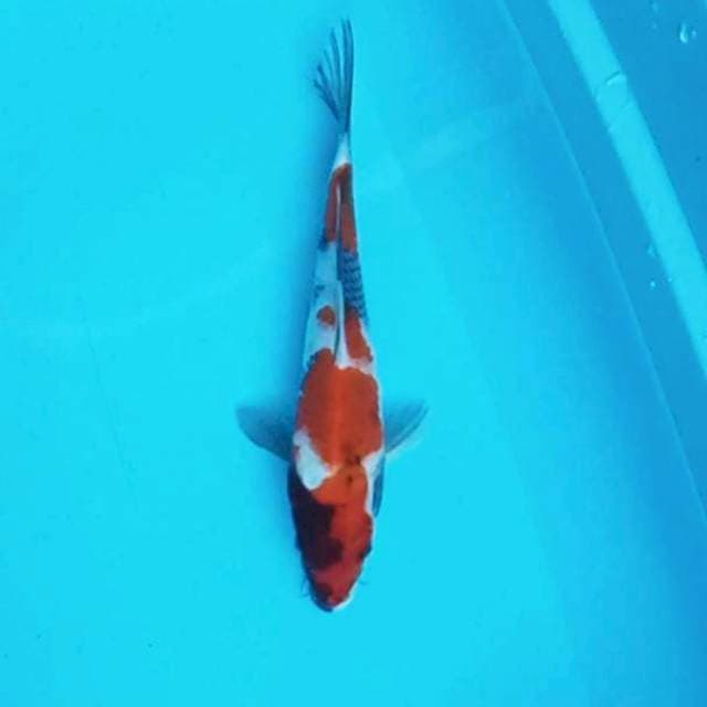 Showa Shansoku # 28cm