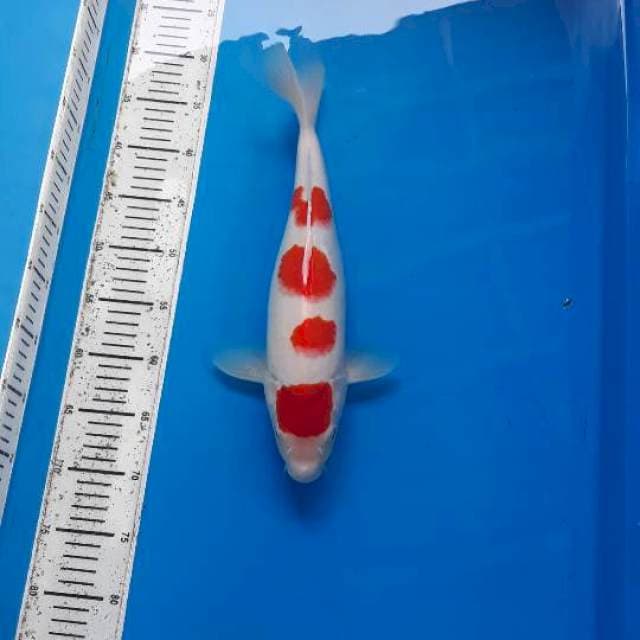 YONDAN KOHAKU 39